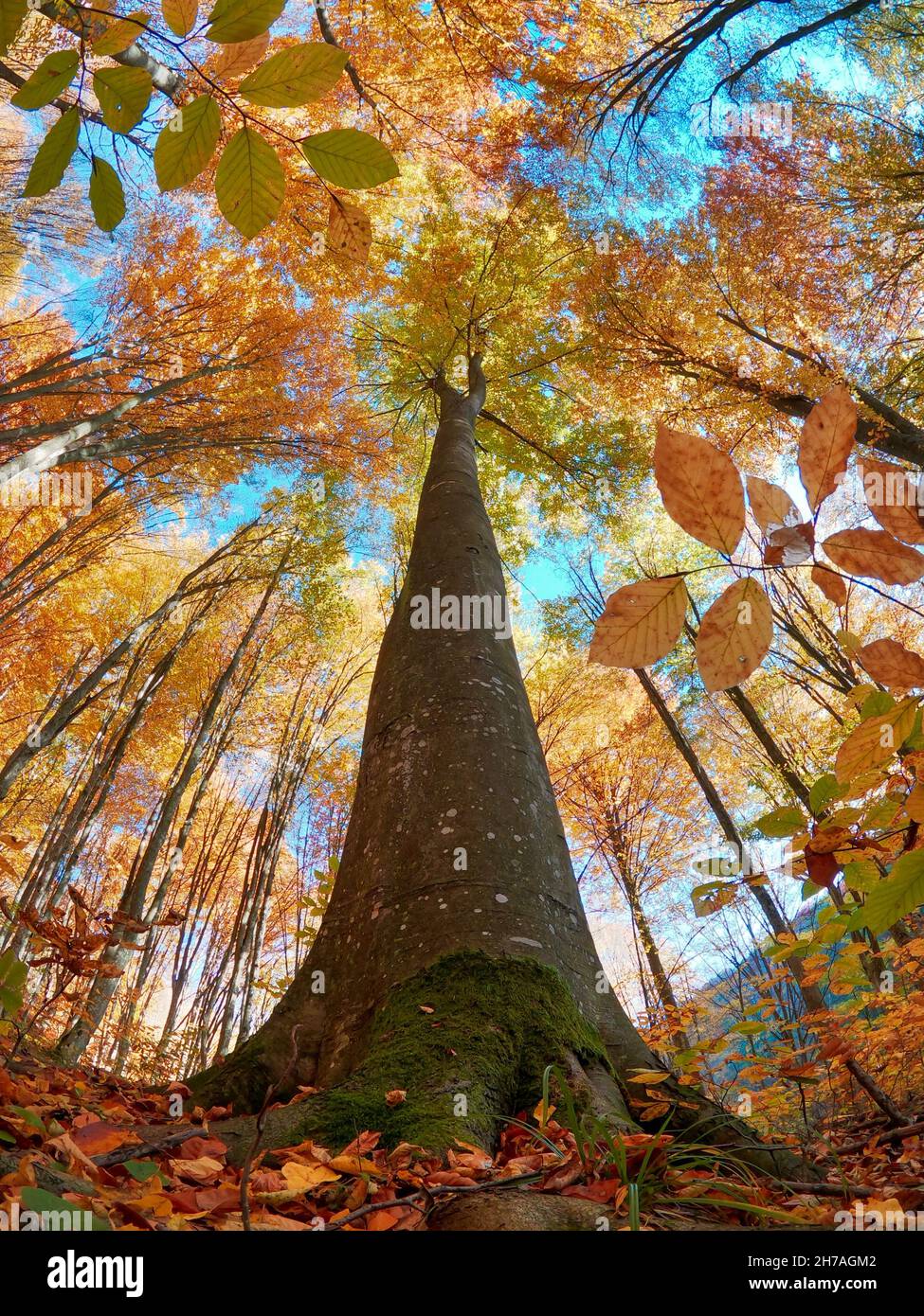 A vertical fisheye low angle shot of a tall skinny tree in a forest ...
