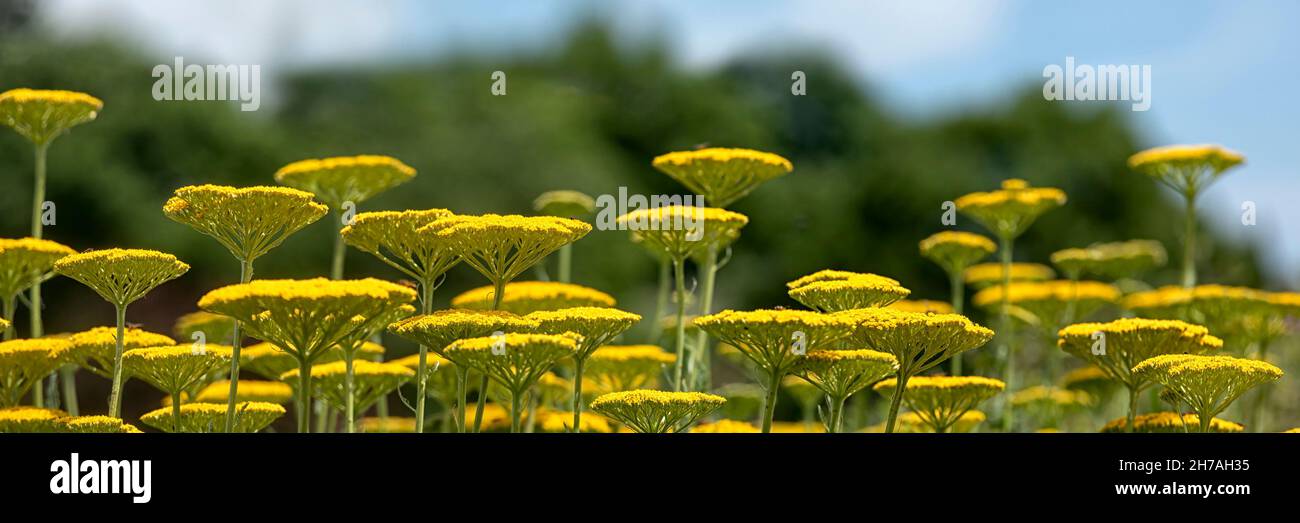 Panorama of massed display of Achillea filipendulina ‘Cloth Of Gold’ in a garden in summer Stock Photo