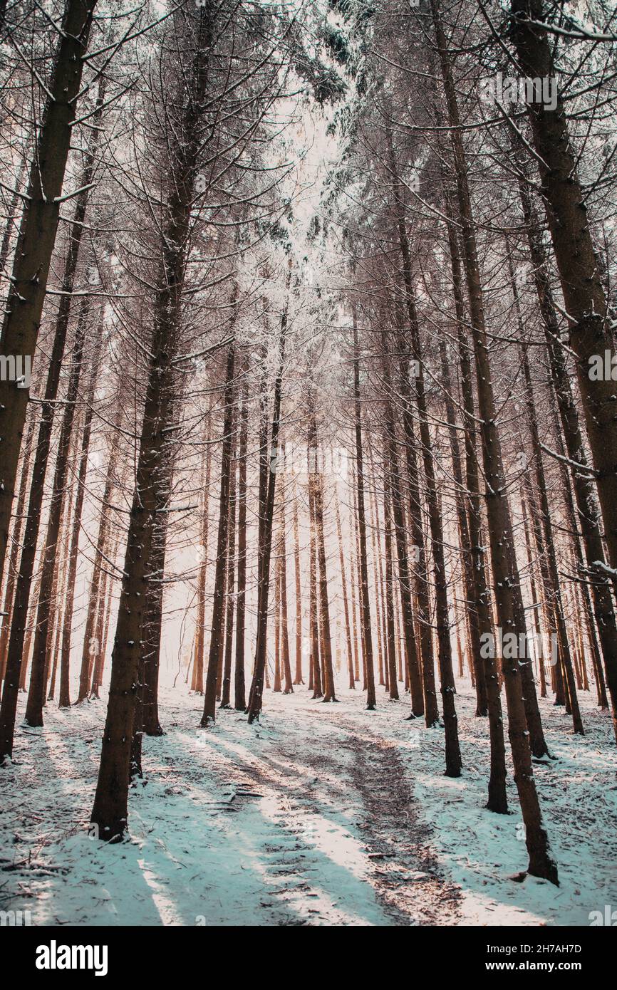 beautiful winter landscape snow covered pine forest Stock Photo - Alamy