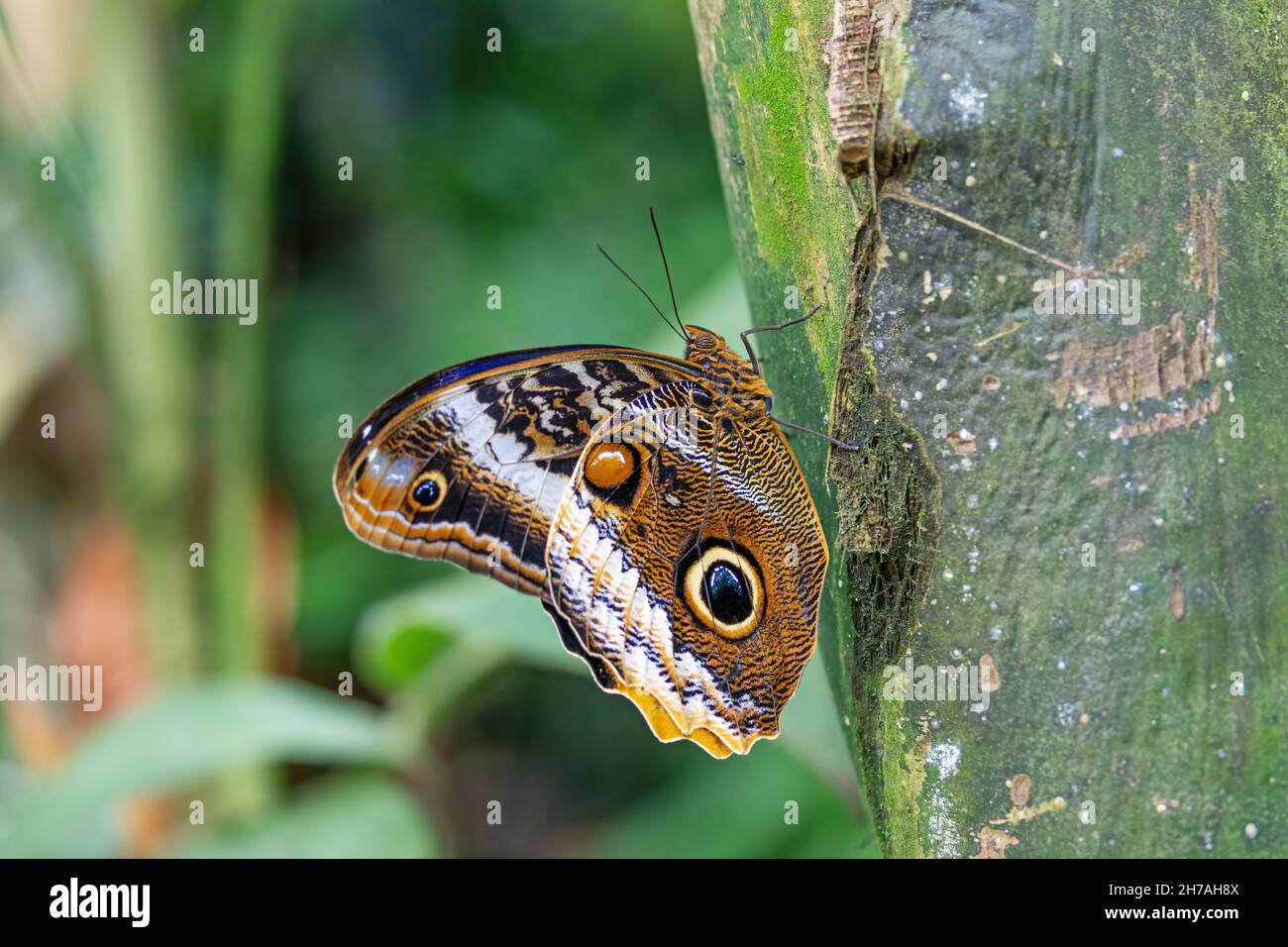 Owl Butterfly (Caligo memnon) on tree showing false eyesposts