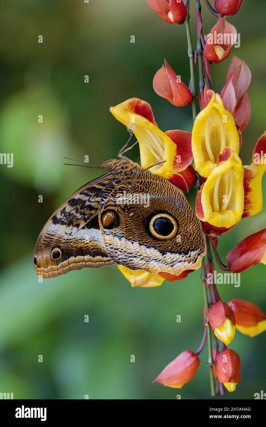 Owl Butterfly (Caligo memnon) on colorful flower showing false