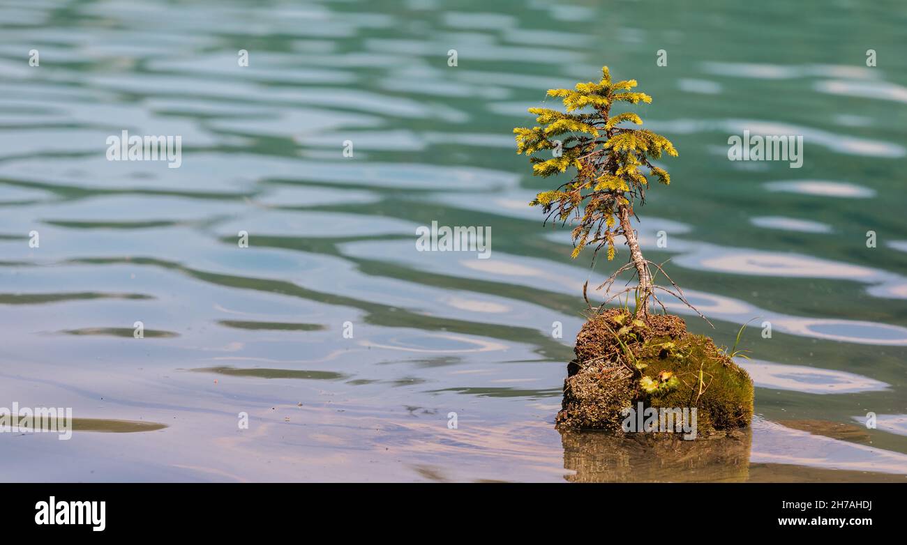 A small tree grows against the odds setting roots up alone in the middle of a lake. Small spruce growing in the lake Stock Photo