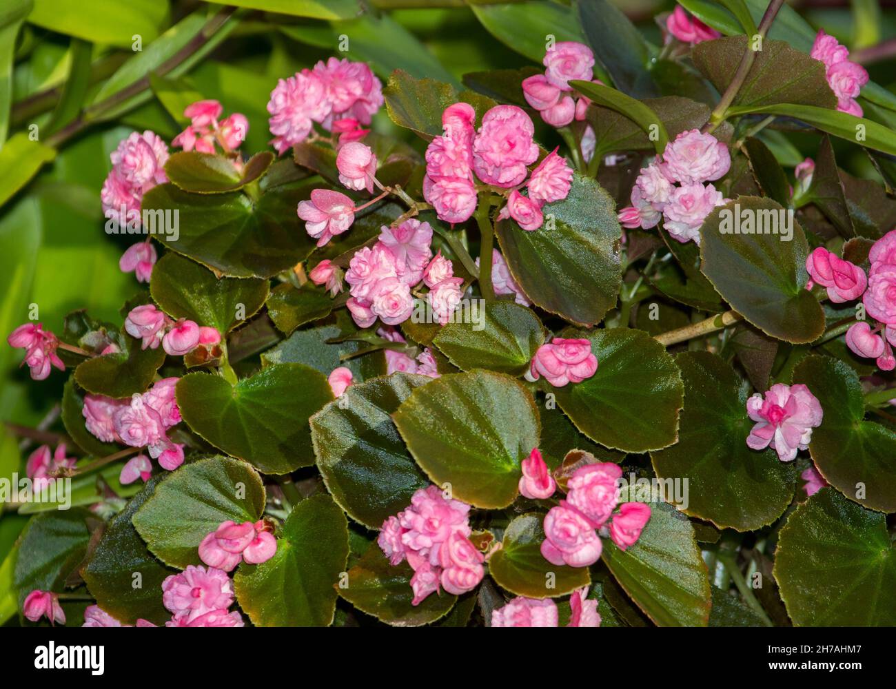 Double pink flowers and dark green leaves of Begonia semperflorens, bedding begonia in an Australian garden Stock Photo