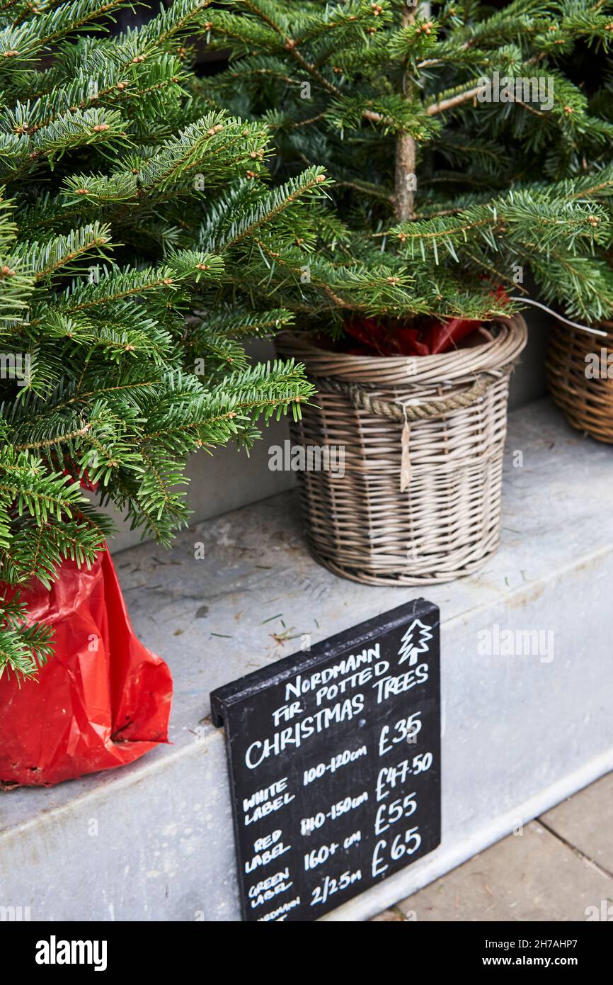 Oxford, UK. 20th Nov. Christmas trees on sales with prices in oxford