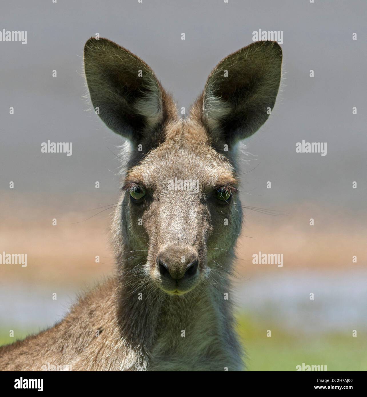 Portrait of beautiful face of Eastern grey kangaroo, Macropus giganteus, in the wild, alert and staring at camera in coastal Queensland Australia Stock Photo
