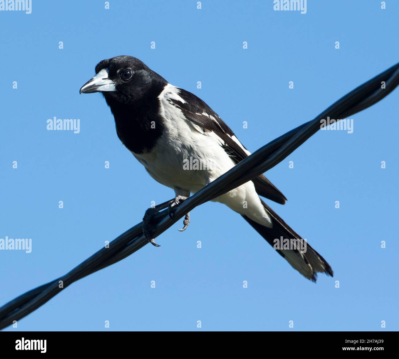 Pied Butcherbird, Cracticus nigrogularis, perched on a power cable against a blue sky in Australia Stock Photo
