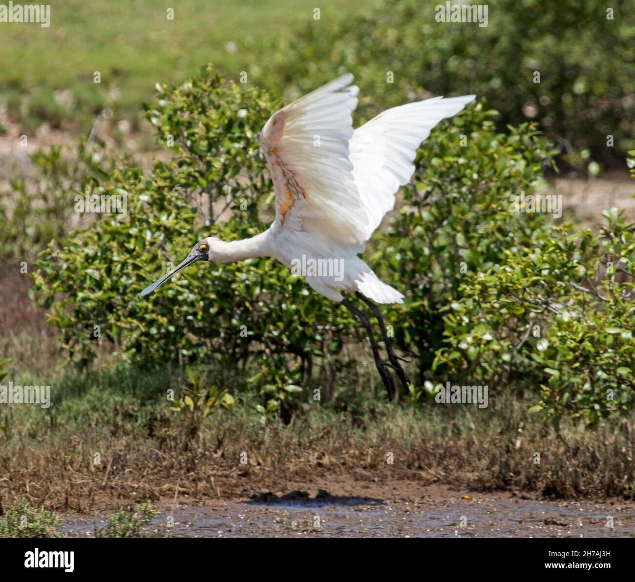 Royal Spoonbill, Platalea regia, in flight across mudflats of coastal wetlands and mangroves in Australia Stock Photo