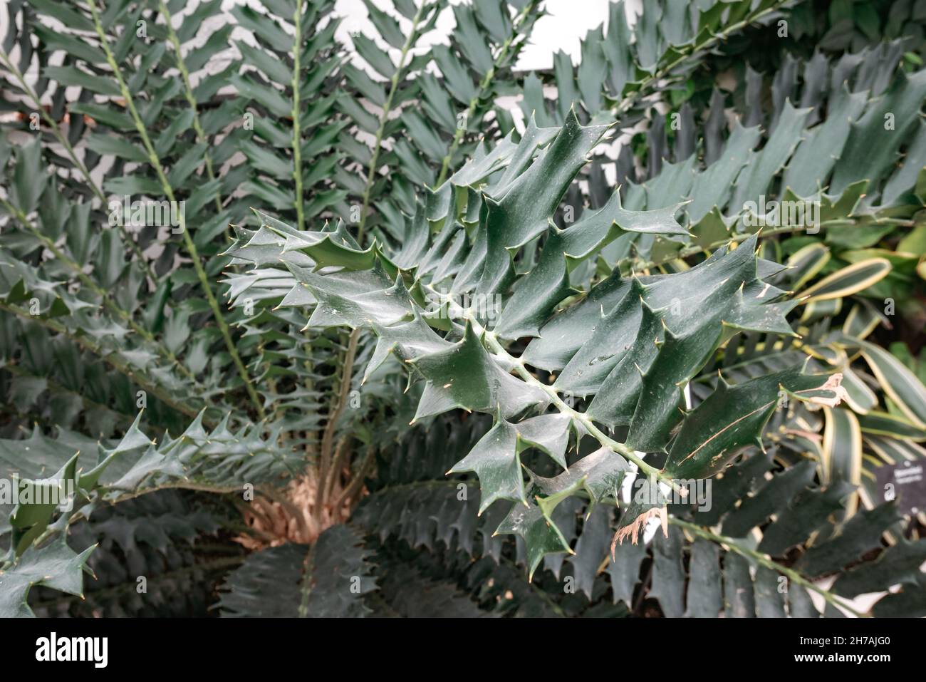 zululand cycad encephalartos freox Stock Photo