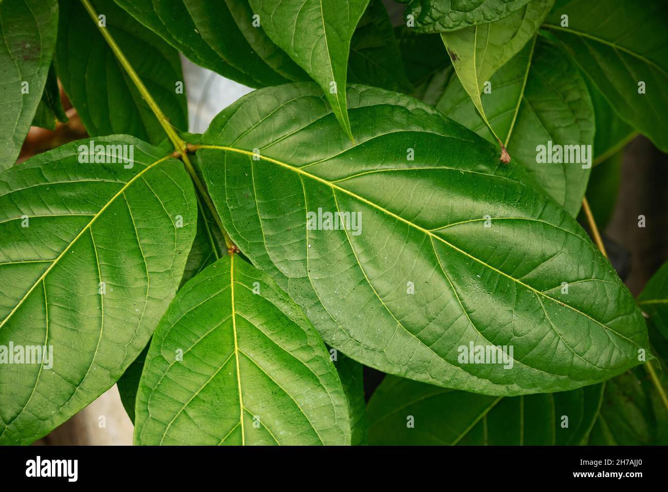 monkey brush vine leaf closeup Stock Photo - Alamy
