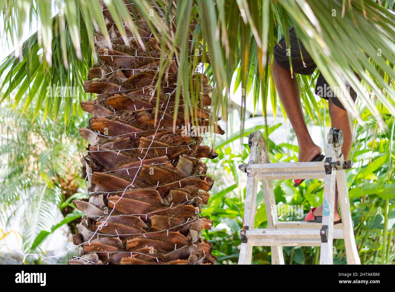 A young man on a ladder hanging Christmas lights a palm tree in the Caribbean. Stock Photo