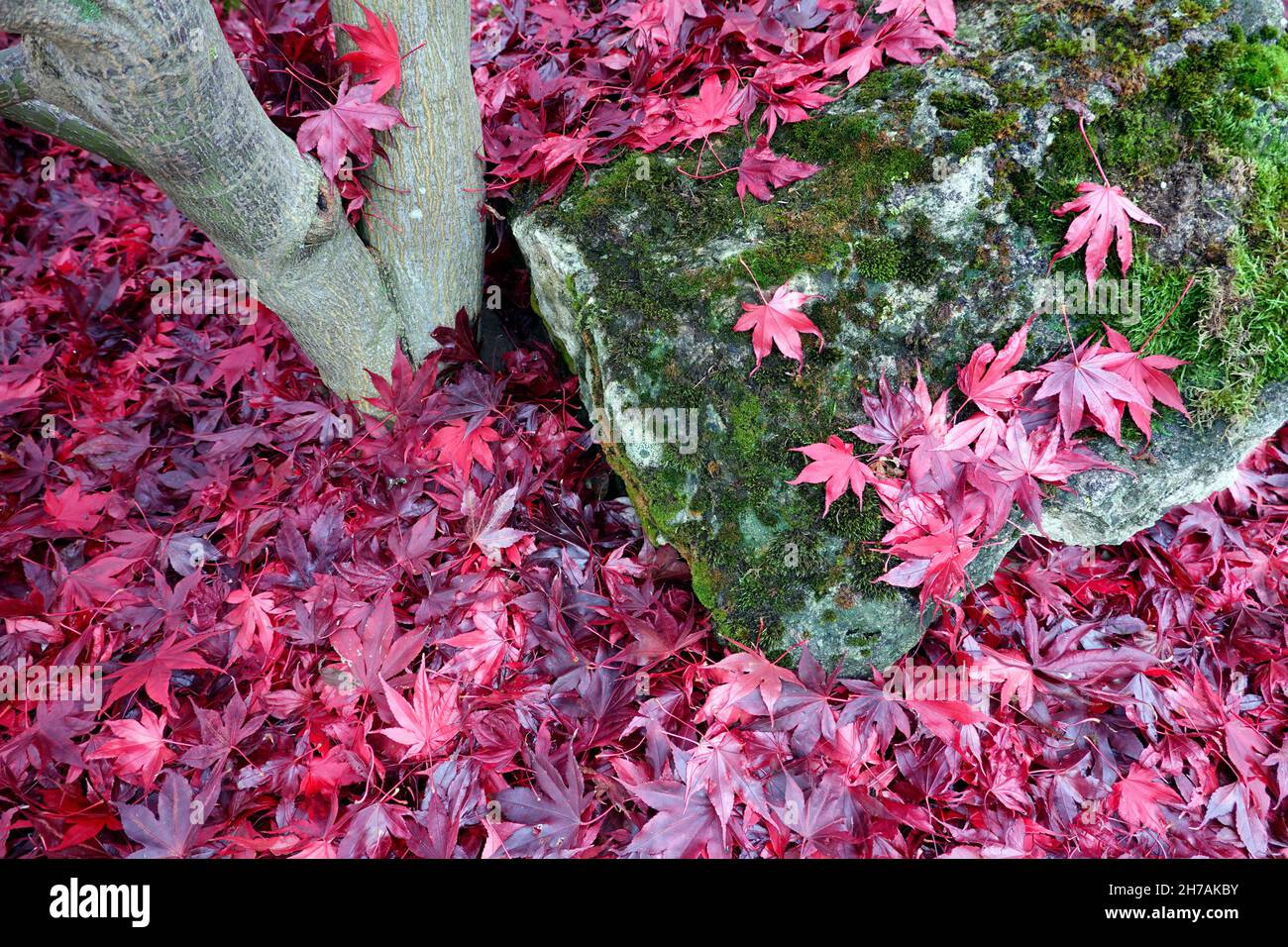 Fächer-Ahorn (Acer palmatum) ,Blätter in roter Herbstfärbung Stock Photo