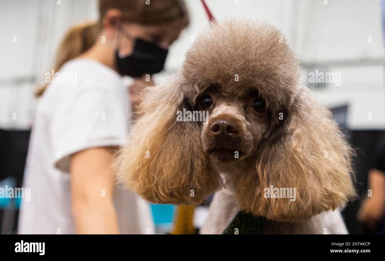 Groomers hires stock photography and images Alamy