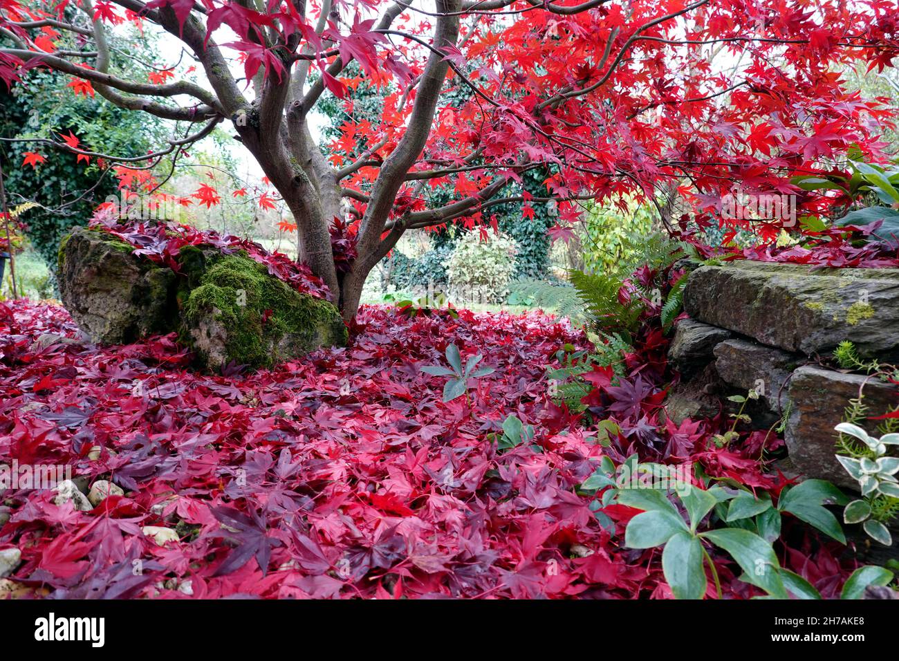 Fächer-Ahorn (Acer palmatum) ,Blätter in roter Herbstfärbung Stock Photo
