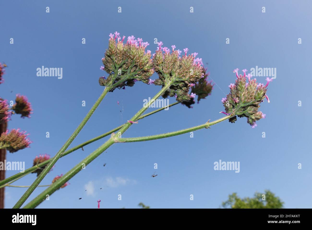 Verbena bonariensis, the purpletop vervain, clustertop vervain, Argentinian vervain Stock Photo