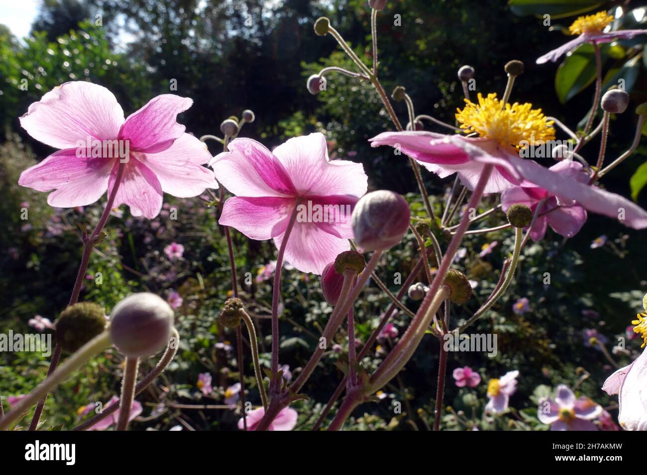 Japanese anemone (Anemone hupehensis), blooming plant in the garden, view from below Stock Photo