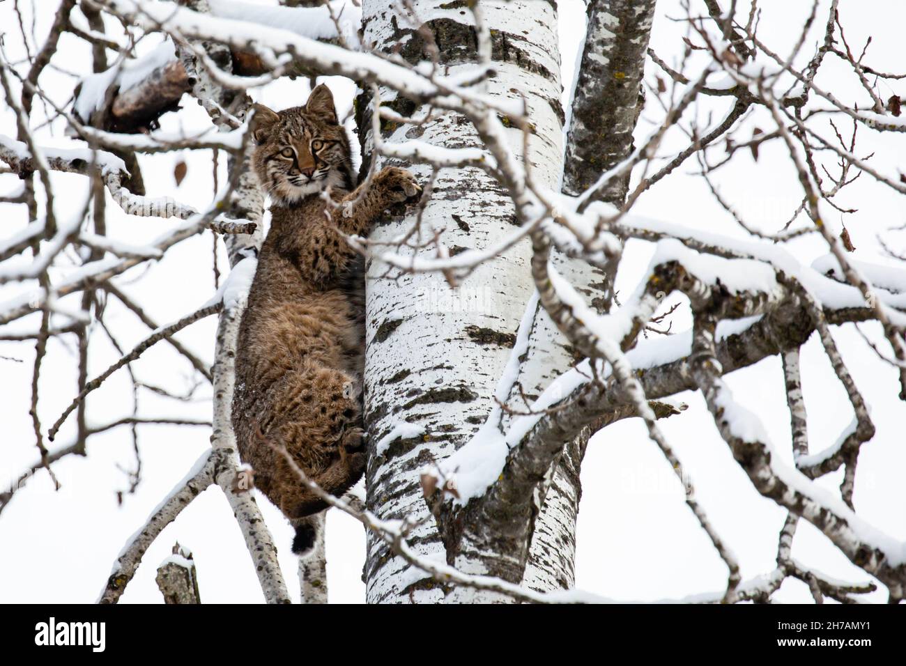 Bobcat (Felis rufus) climbing a Wisconsin poplar tree in November, horizontal Stock Photo