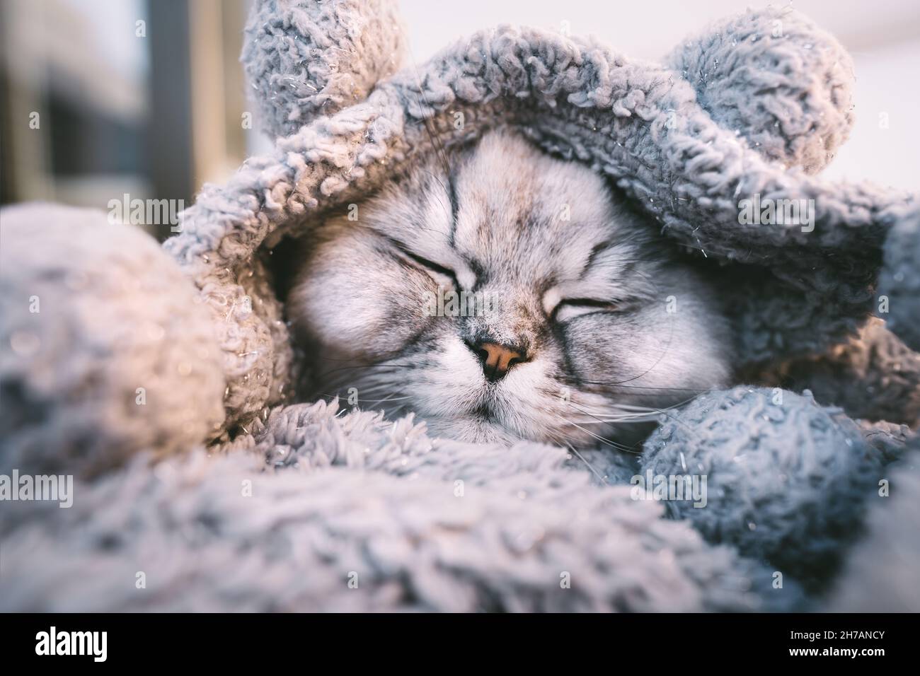 Cute beautiful grey cat sleeping or napping in cozy soft blanket. Cat warming under a plaid in cold weather Stock Photo Alamy