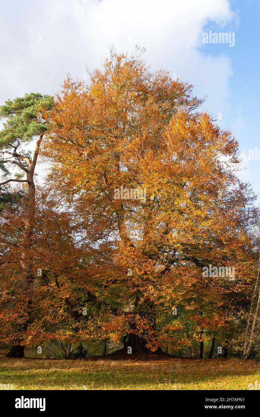Trees in autumn colours, Virginia Water Lake (Windsor Great Park