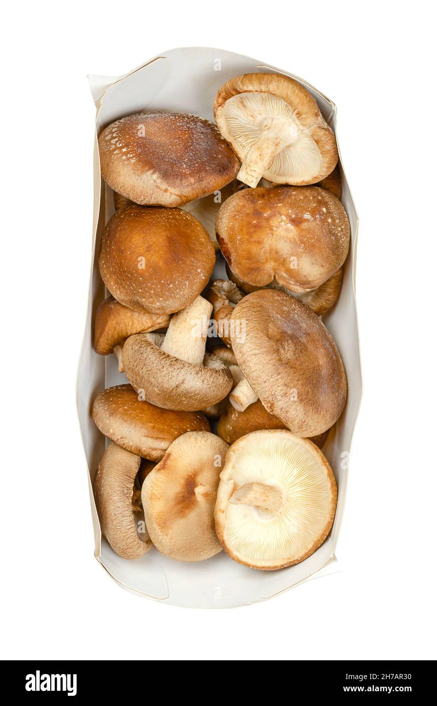 Fresh whole shiitake mushrooms, in a rectangular, elongated paper tray. Lentinula edodes, edible mushrooms, native to East Asia. Stock Photo
