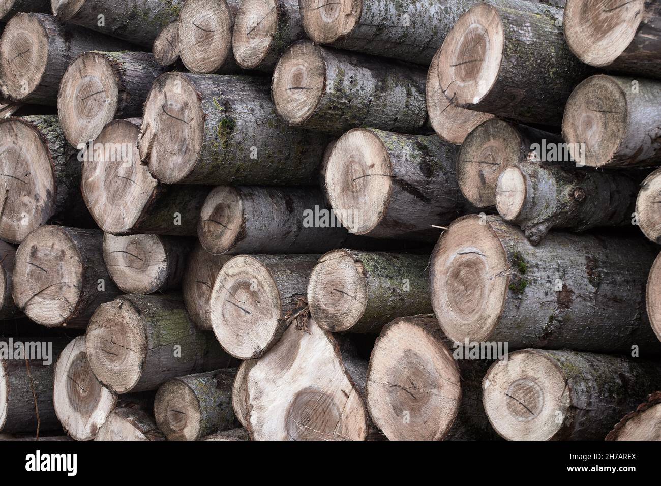 Close-up of a wood pile. Stock Photo