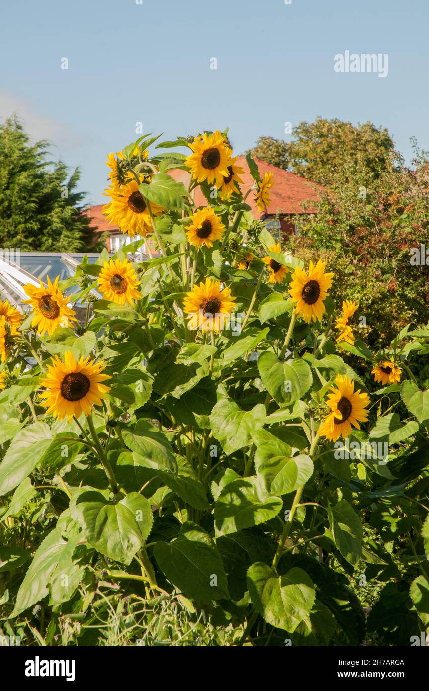 Group of Sunflowers growing in garden in mid summer Stock Photo Alamy