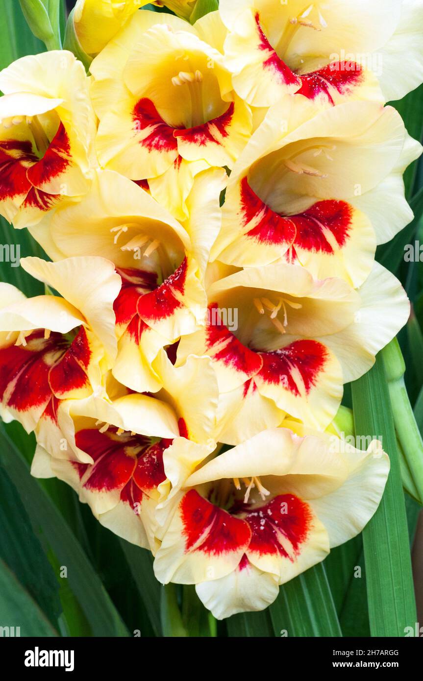 Close up of large yellow & red flowers of Gladiolus Stella against a background of leaves a summer flowering cormous perennial that is half hardy Stock Photo