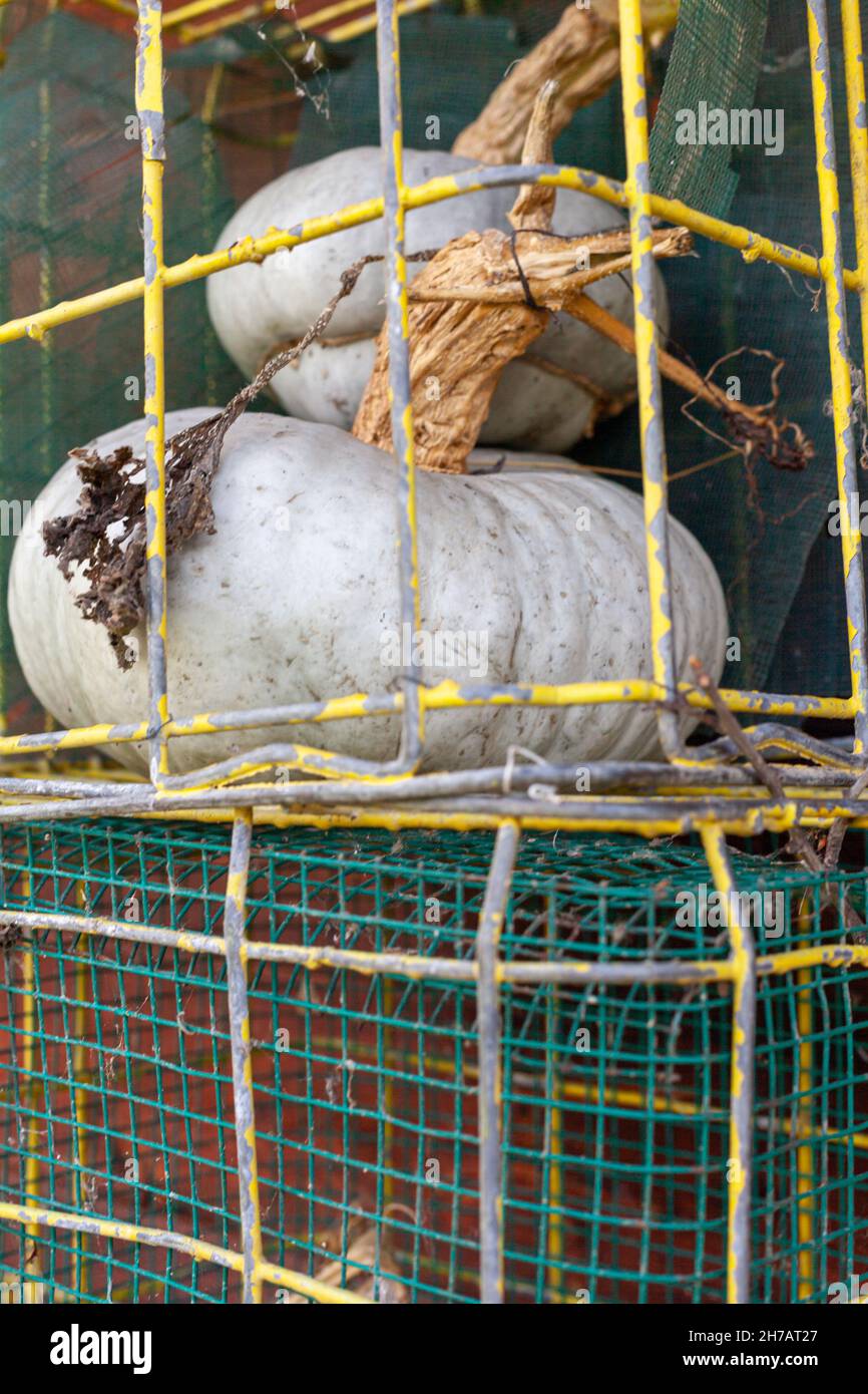 A vertical shot of green beautiful pumpkins in the mesh box on a sunny ...