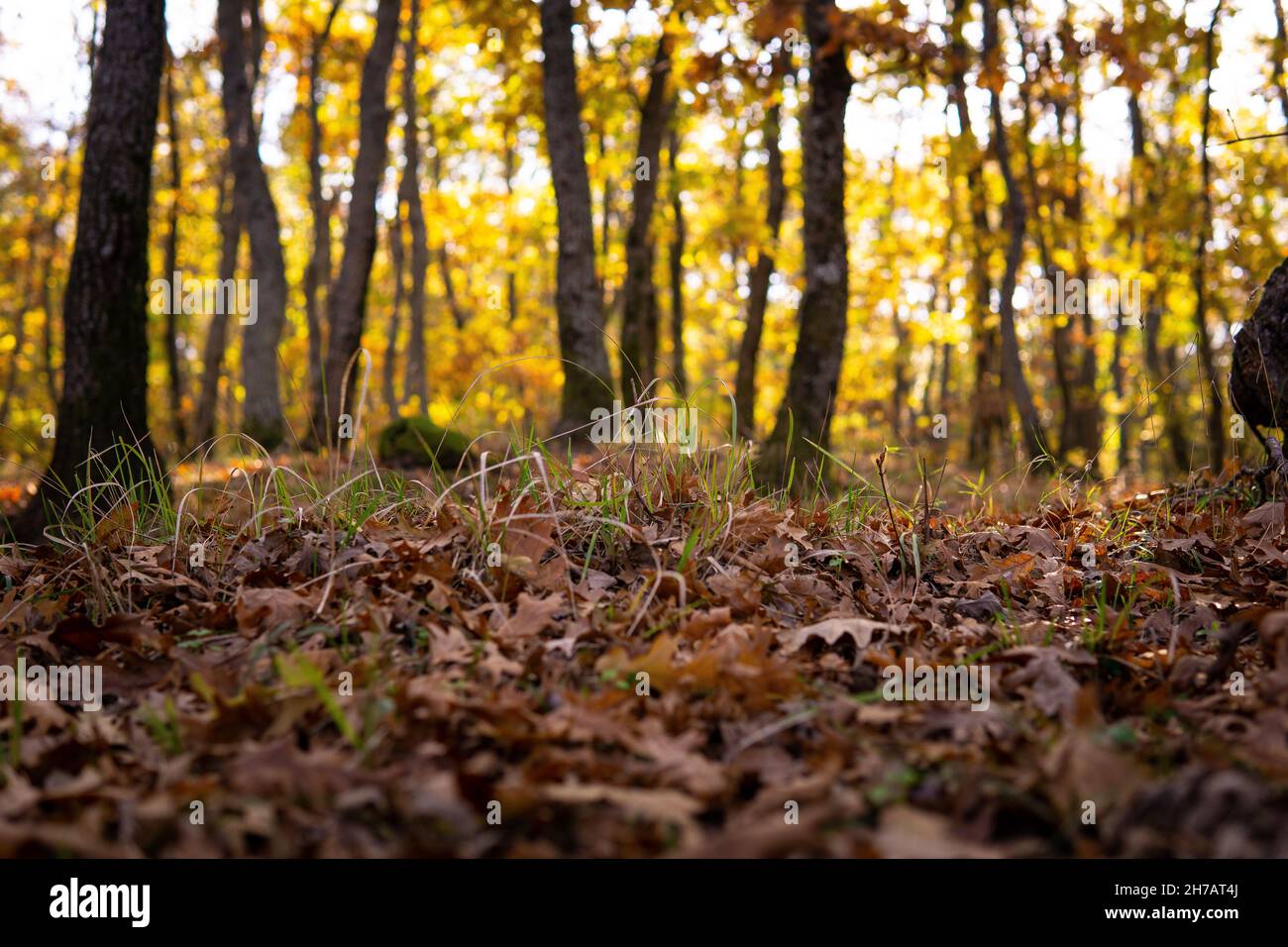 autumn in the forest Stock Photo - Alamy