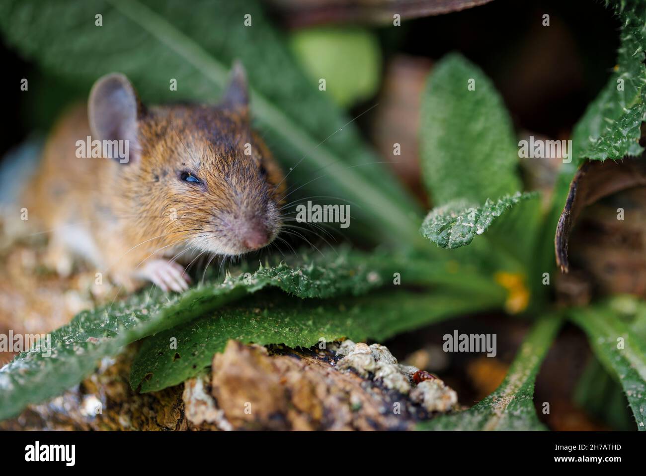 Field mouse (Apodemus sylvaticus), also wood mouse close up of head