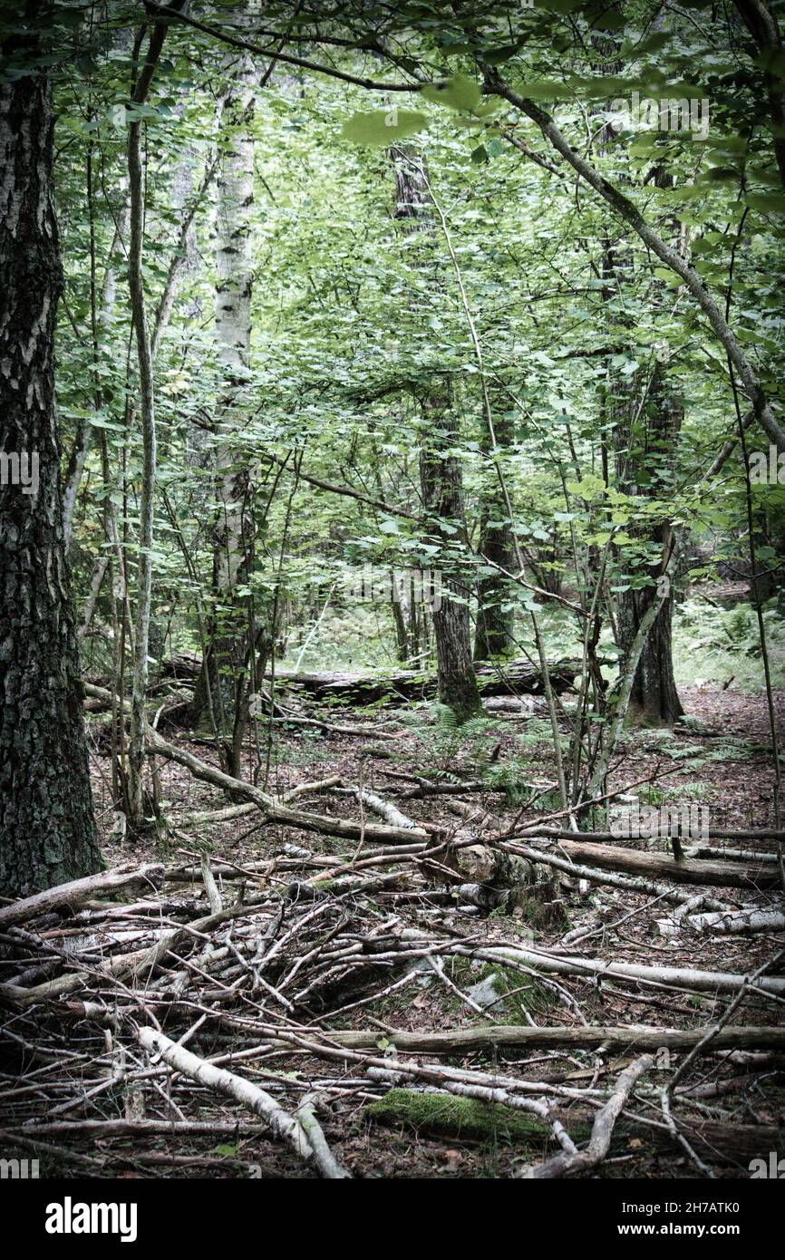 A vertical shot of branches in a forest on a gloomy day Stock Photo - Alamy