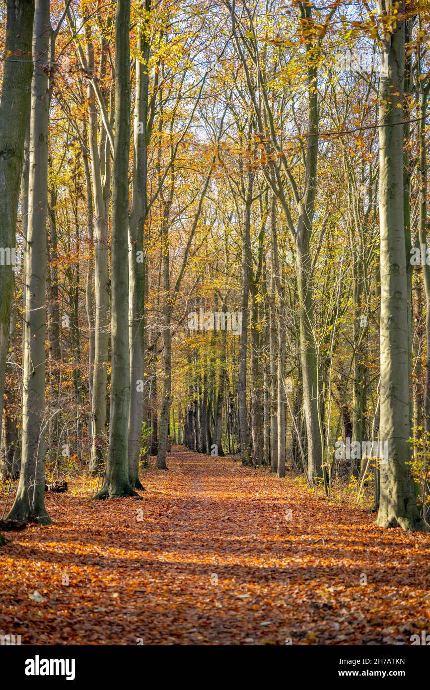 Beautiful autumn background with pathway through the forest, Orange ...