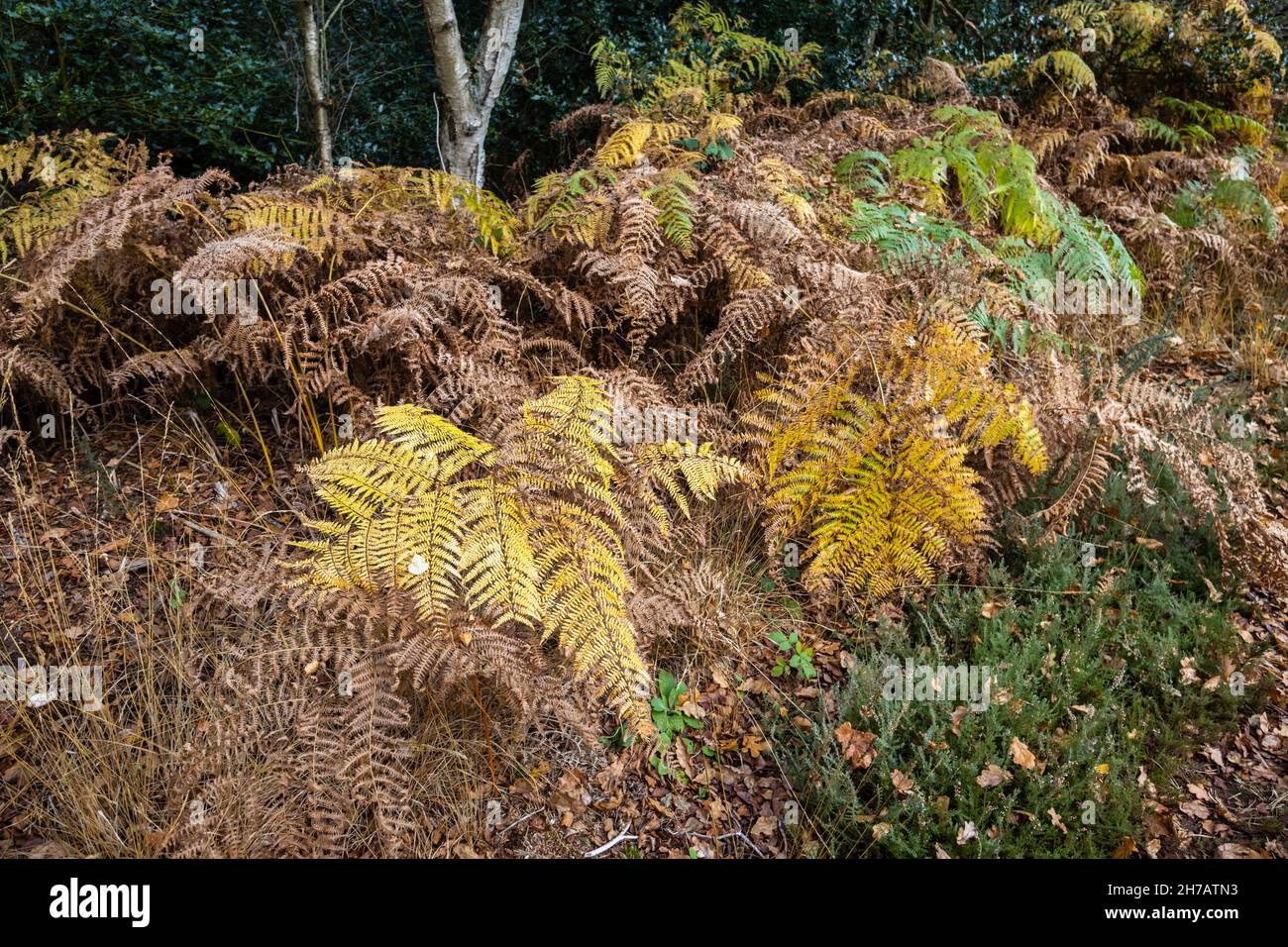 Brown ferns and fronds of bracken dying back in late autumn to early winter in woodland on Smart's Heath Common. Woking, Surrey, southeast England Stock Photo