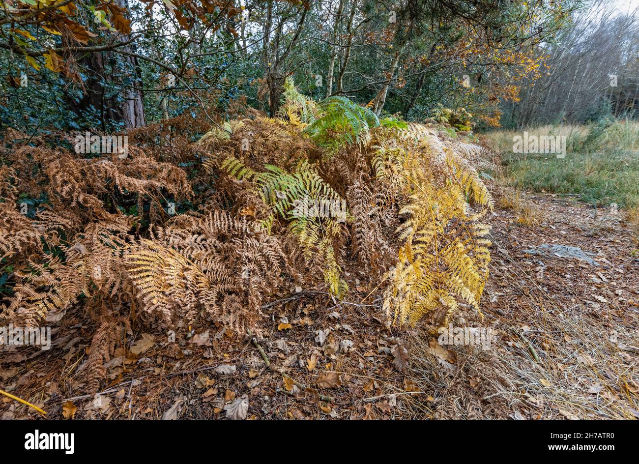 Dying fern in fall hires stock photography and images Alamy