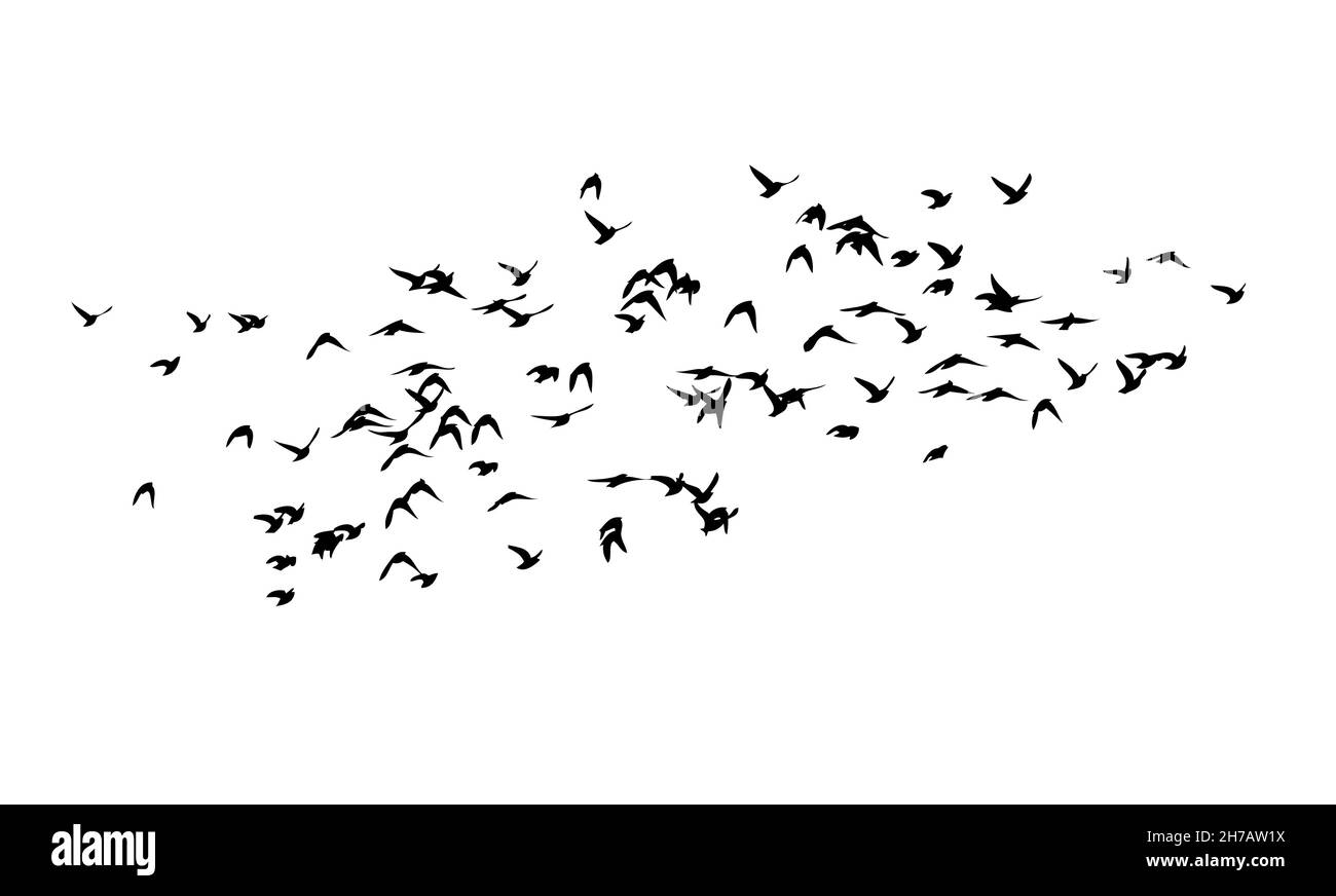 A flock of birds flying in the sky. Vector illustration Stock Vector ...