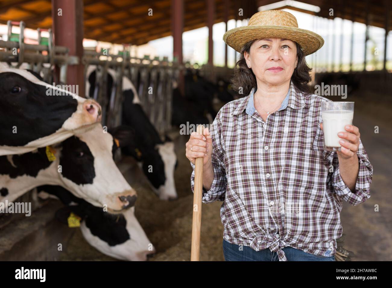 Portrait of an elderly farmer woman standing in a cowshed with a glass ...