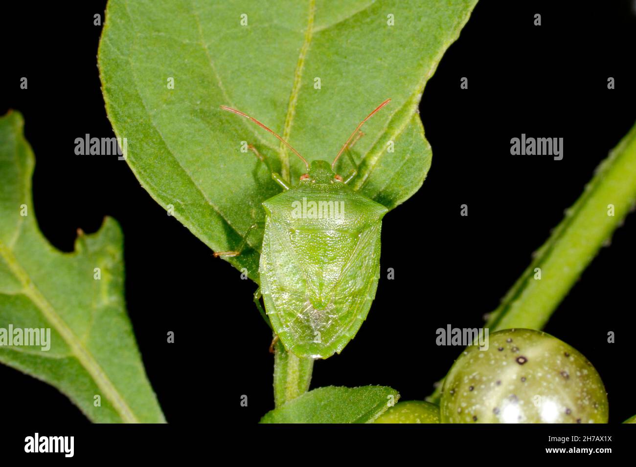 Potato bug hires stock photography and images Alamy
