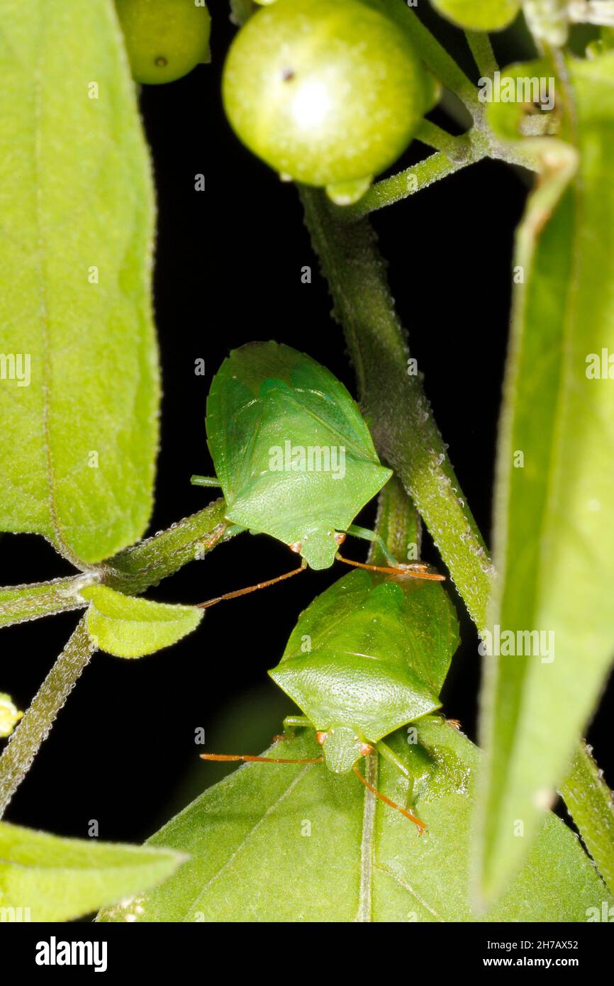 Green Potato Bug, adult, Cuspicona simplex. Two together. A Stink Bug native to Australia, on a