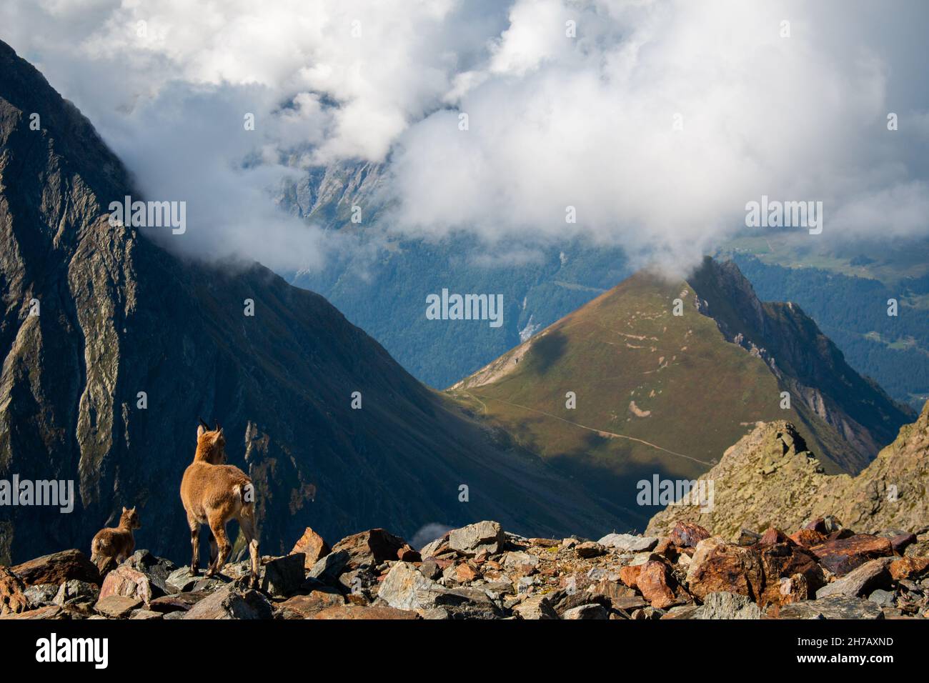 A baby goat and its parent goat on a hiking trail to Refuge de Tete Rousse in French Alps, September 2021 Stock Photo