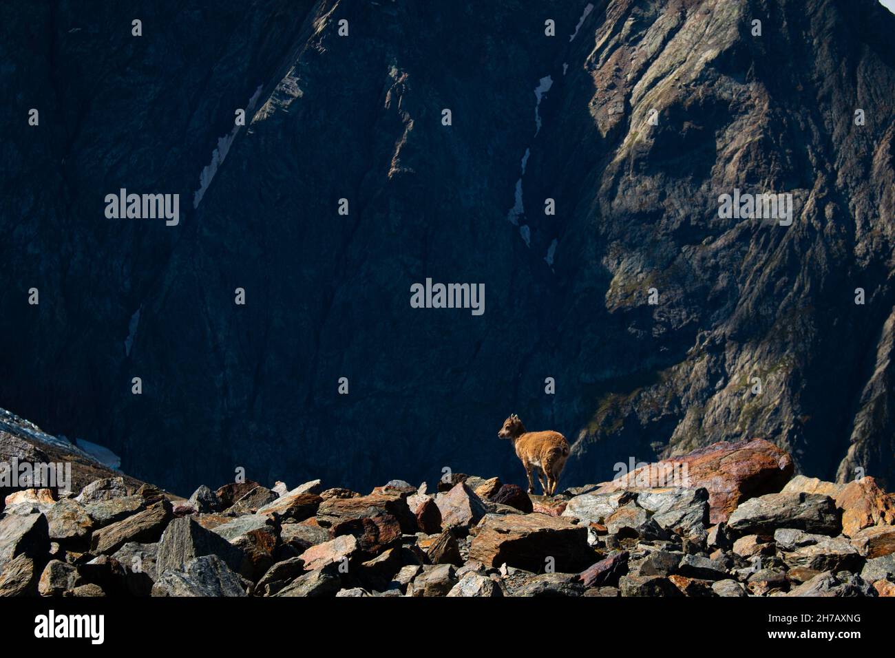 A tiny baby goat in French Alps near the hiking trail between Nid d'Aigle and Refuge de Tete Rousse, Massif du Mont Blanc, September, France Stock Photo