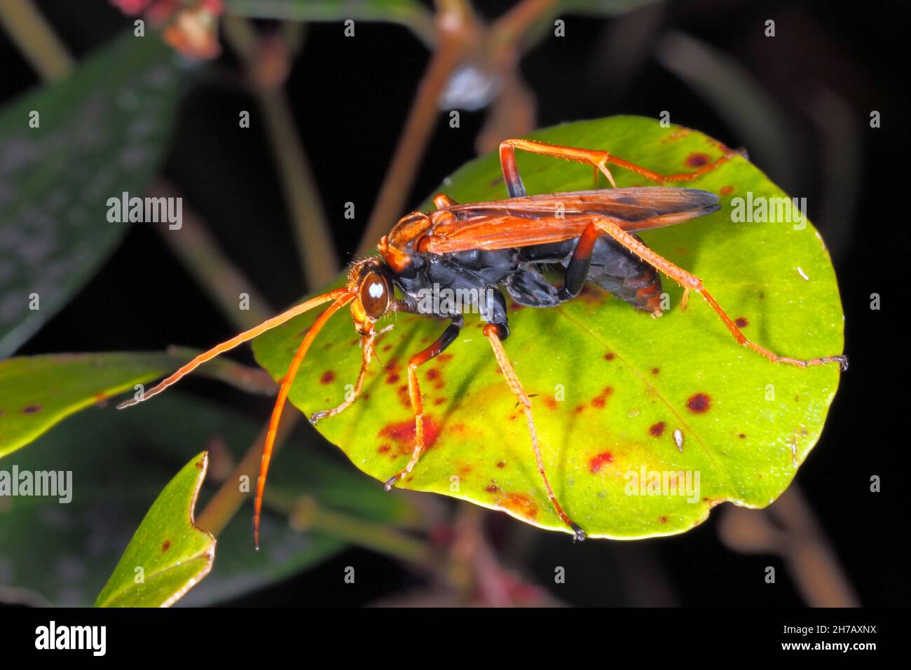 Orange Spider Wasp, Priocnemis bicolor or Cryptocheilus bicolor. A wasp native to Australia. Coffs Harbour, NSW, Australia Stock Photo