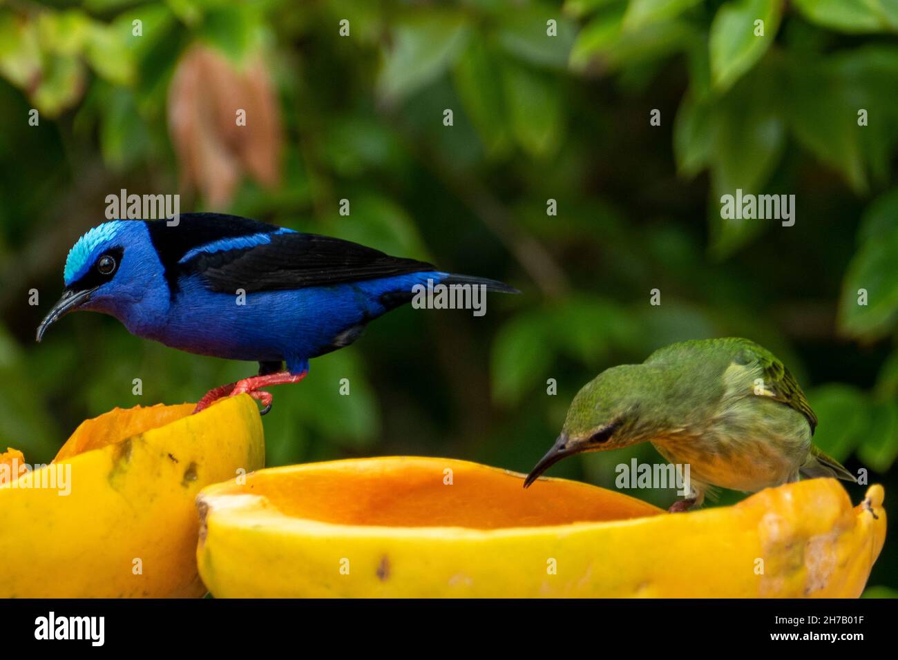 The red-legged honeycreeper (Cyanerpes cyaneus) is a small songbird species in the tanager family (Thraupidae). It is found in Atlantic Forest, Brazil Stock Photo