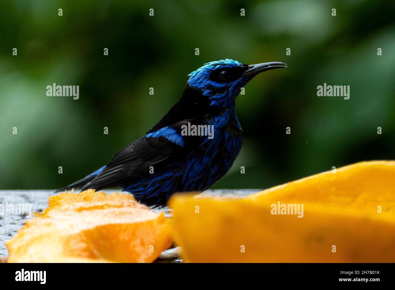 The red-legged honeycreeper (Cyanerpes cyaneus) is a small songbird species in the tanager family (Thraupidae). It is found in Atlantic Forest, Brazil Stock Photo