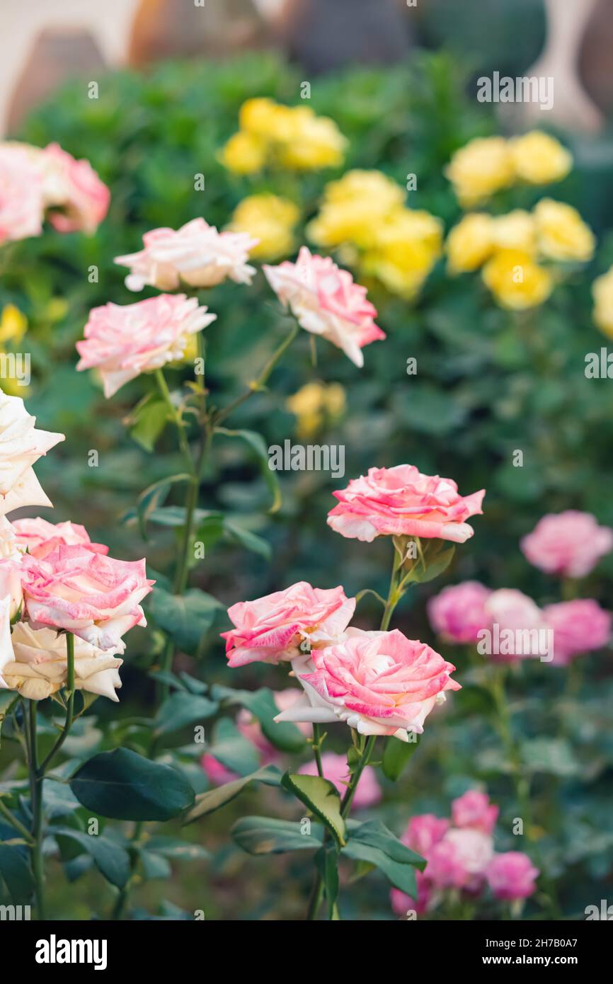 Pink Roses Femininity Blooming various colourful roses in the garden as a plant decoration. A ...
