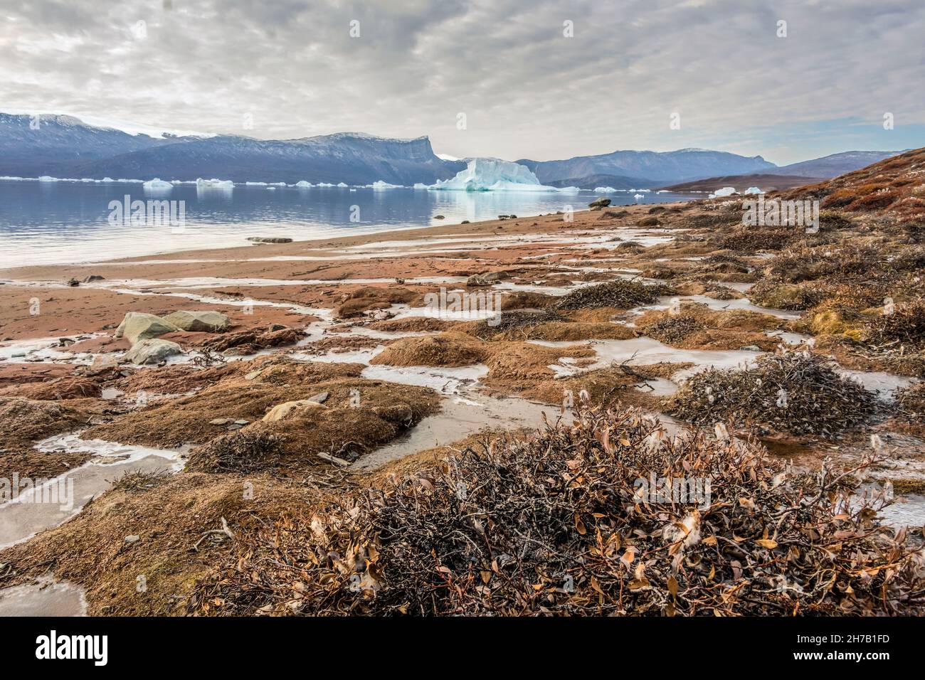 Cape Hofmann Halvo beach and icebergs, Harefjord, Scoresby Sund, Greenland Stock Photo