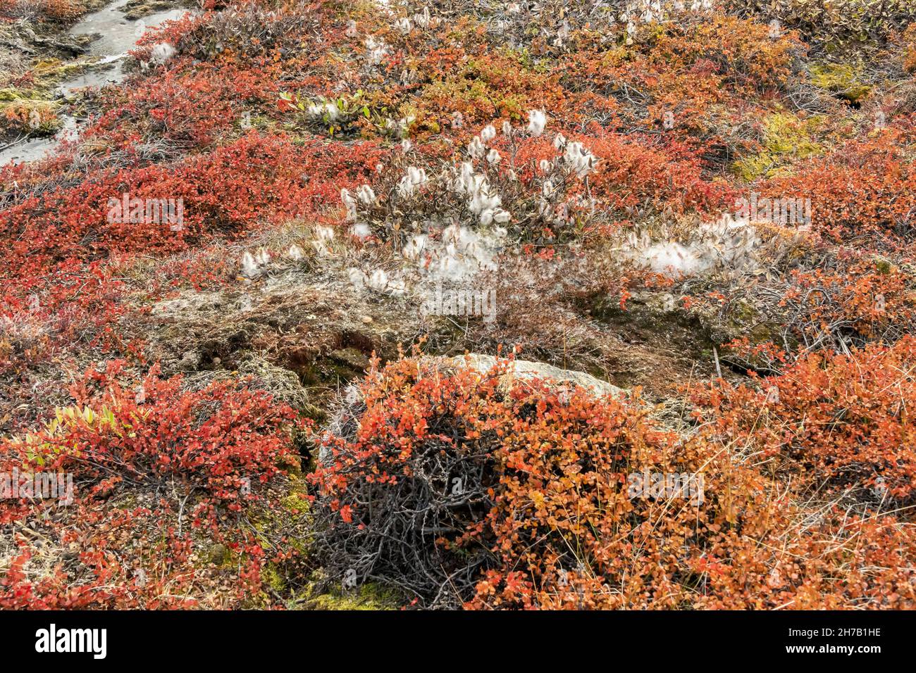 Arctic vegetation in the fall, Cape Hofmann Halvo, Harefjord, Greenland Stock Photo