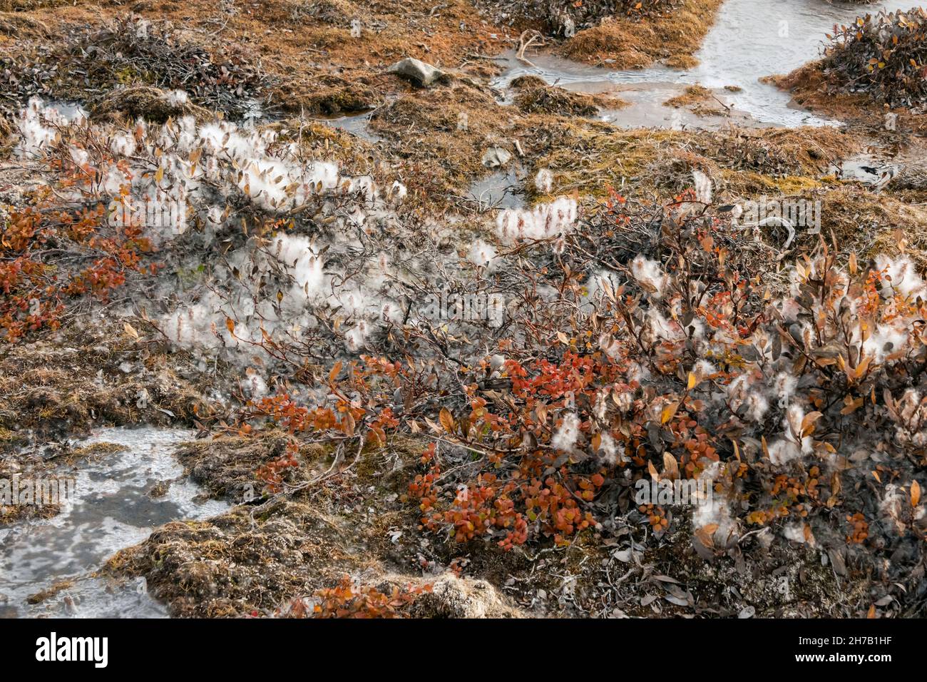 Cotton grass and dwarf birch with ice-covered puddles, Harefjord, Greenland Stock Photo
