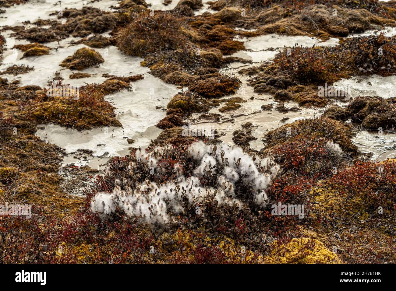 Cotton grass and ice-covered puddles, Cape Hofmann Halvo, Harefjord, Greenland Stock Photo