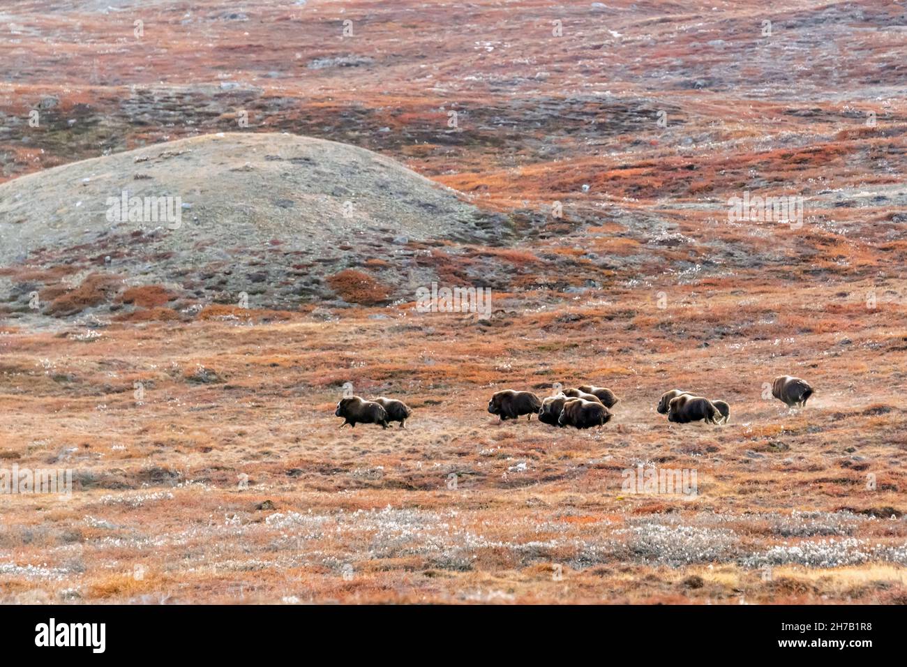 Herd of musk ox (Ovibos moschatus) running through cotton grass (Eriohorum callitrix), Cap Hoffman Halvo, Scoresby Sund, Greenland Stock Photo