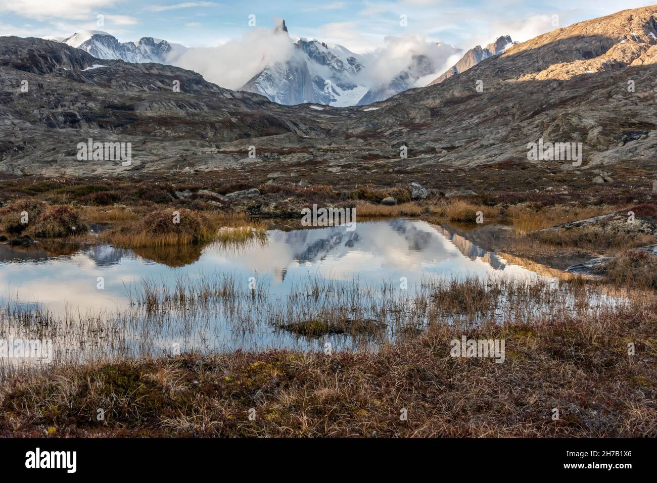 Mountain reflections and sedge grasses (Carex sp.) growing by a melt water pond, NE Milne Land, Scoresby Sund, Greenland Stock Photo
