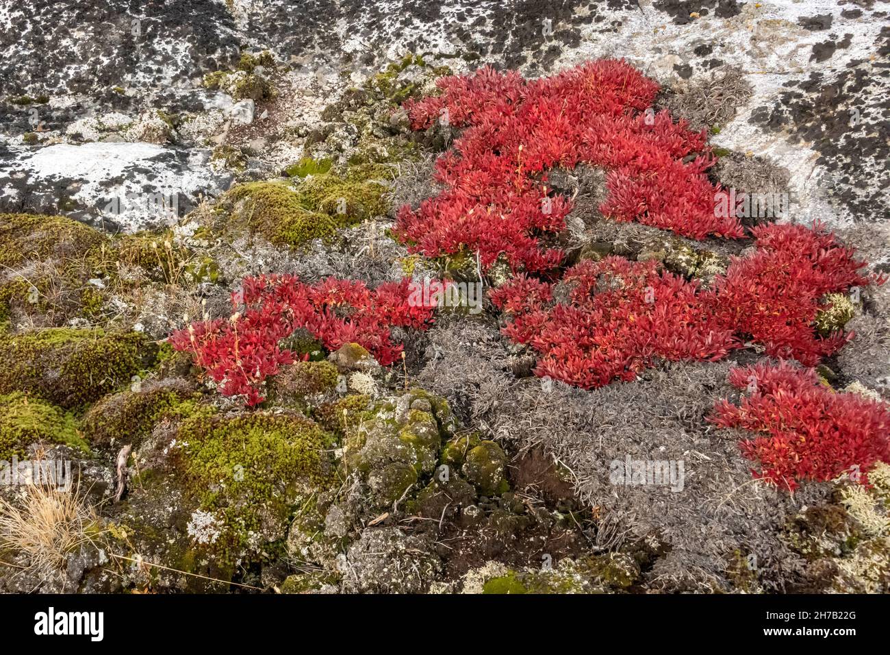Arctic plants, mosses and dawrf birch (Betula nana), NE Milne Land, Scoresby Sund, Greenland Stock Photo